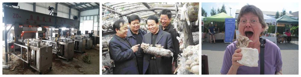 Biomass briquette production line (2)